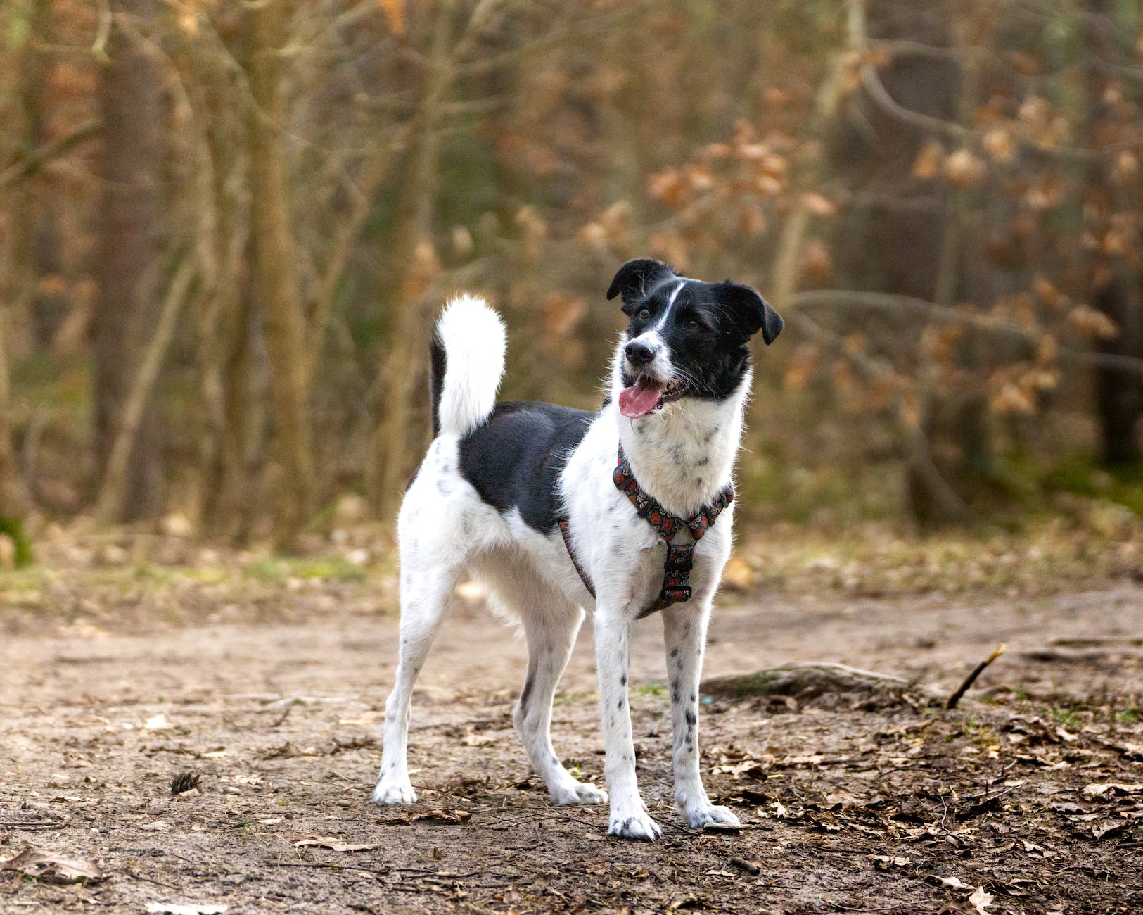 a black and white dog with a harness on a path in the forest