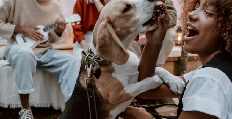 woman sitting feeding a beagle