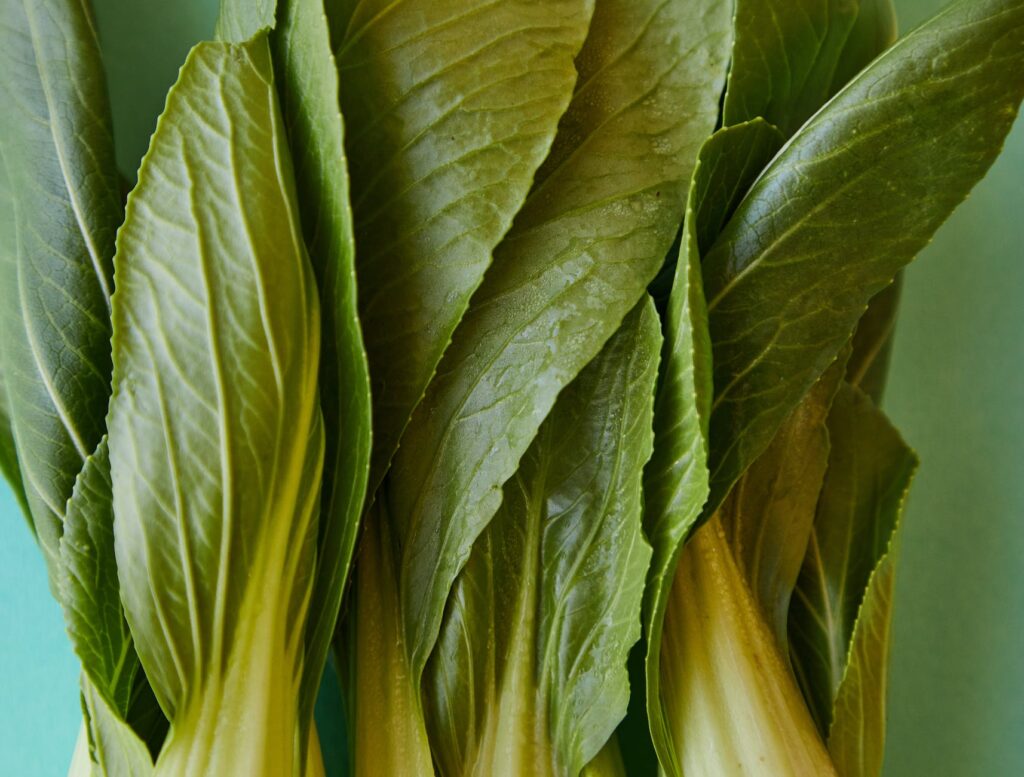 pok choi with fresh green leaves