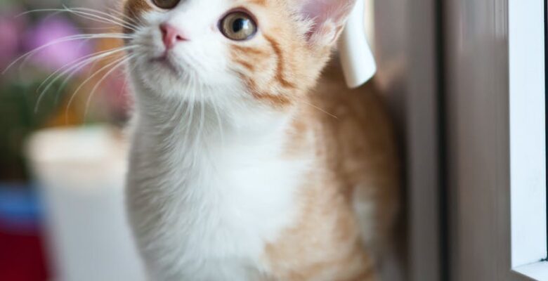 orange tabby cat near window