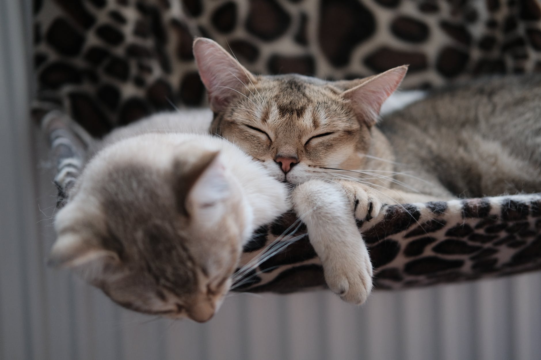 photo of cats sleeping together