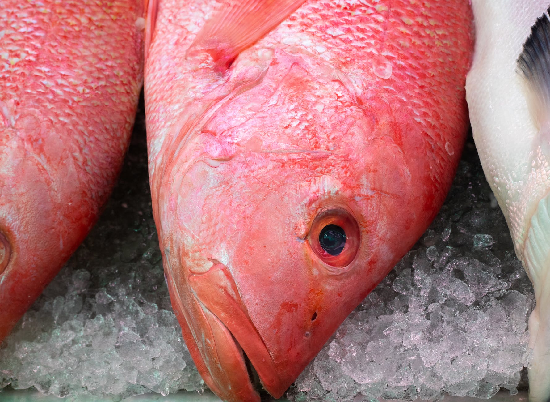 close up of a red fish in the wet market