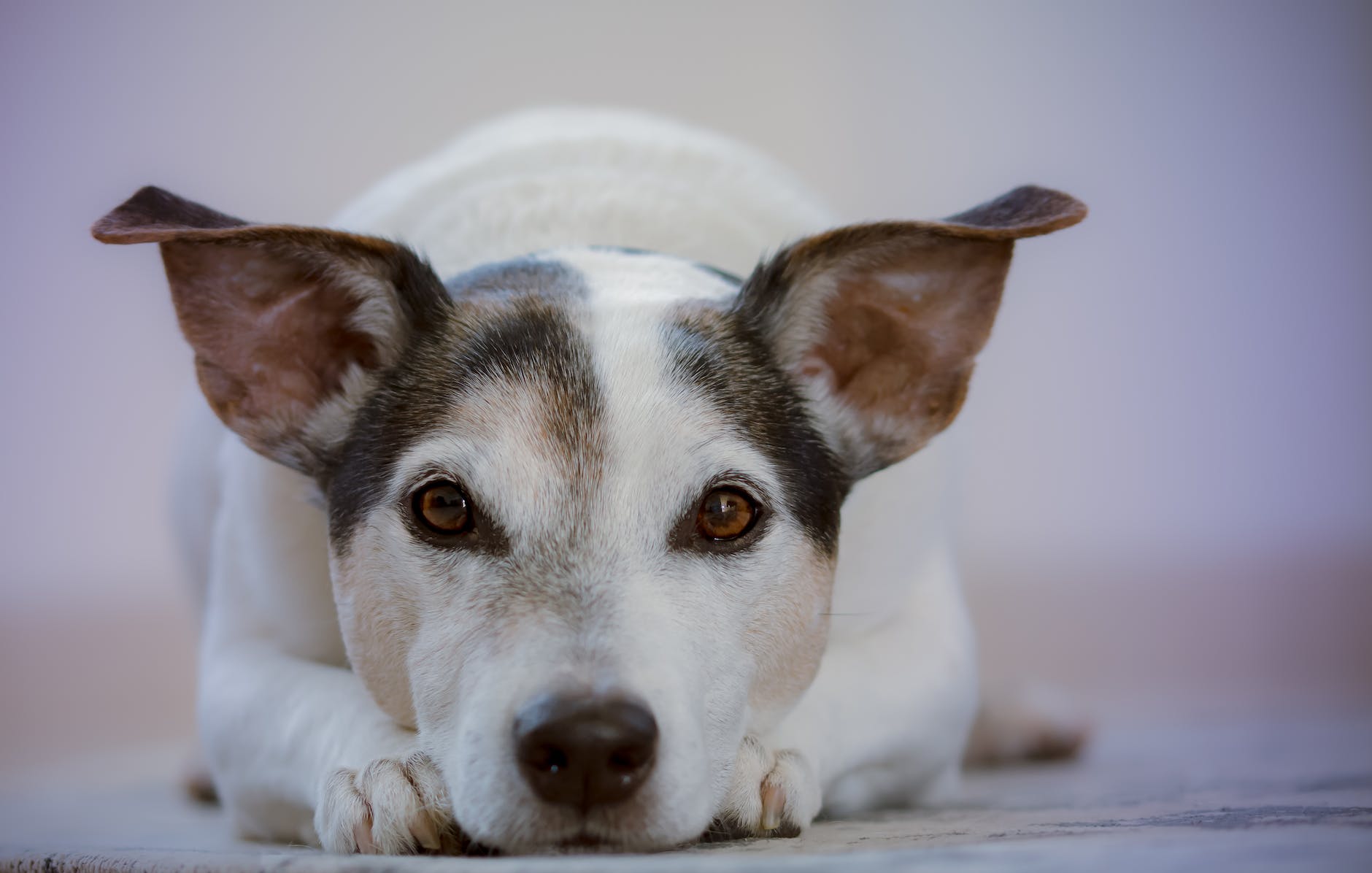 adult white and black jack russell terrier