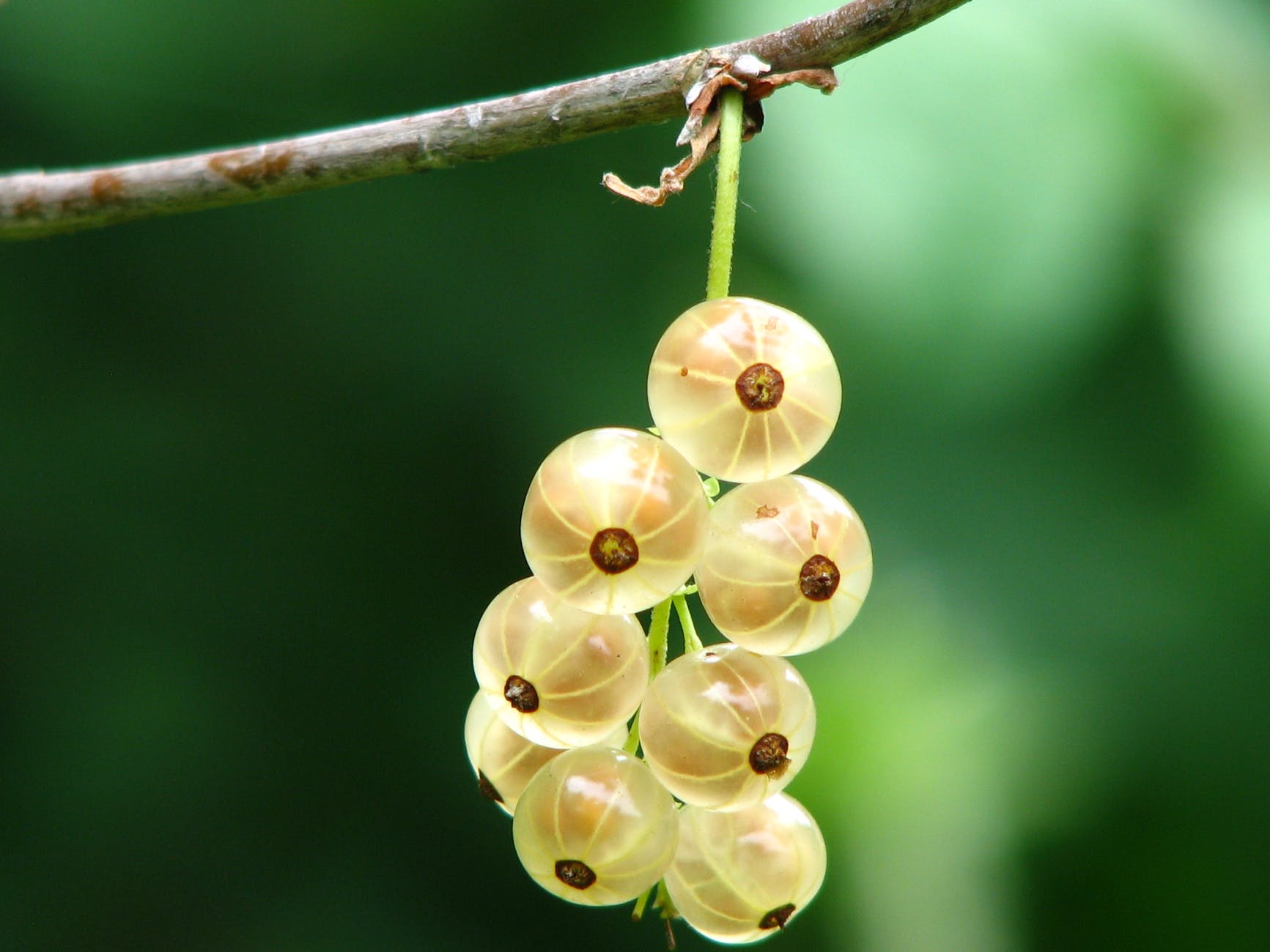 yellow round small fruit