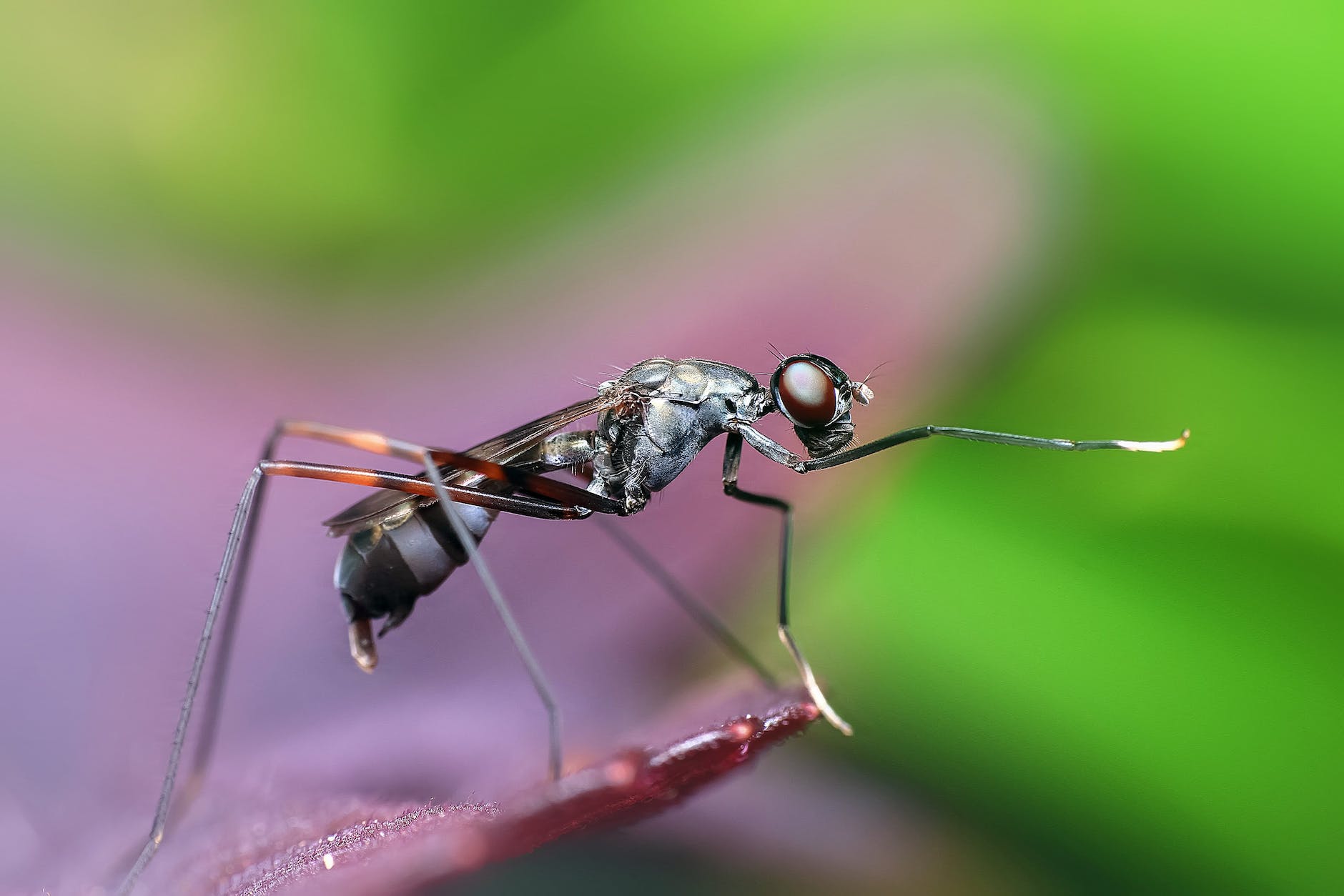 close up of fly perching on leaf