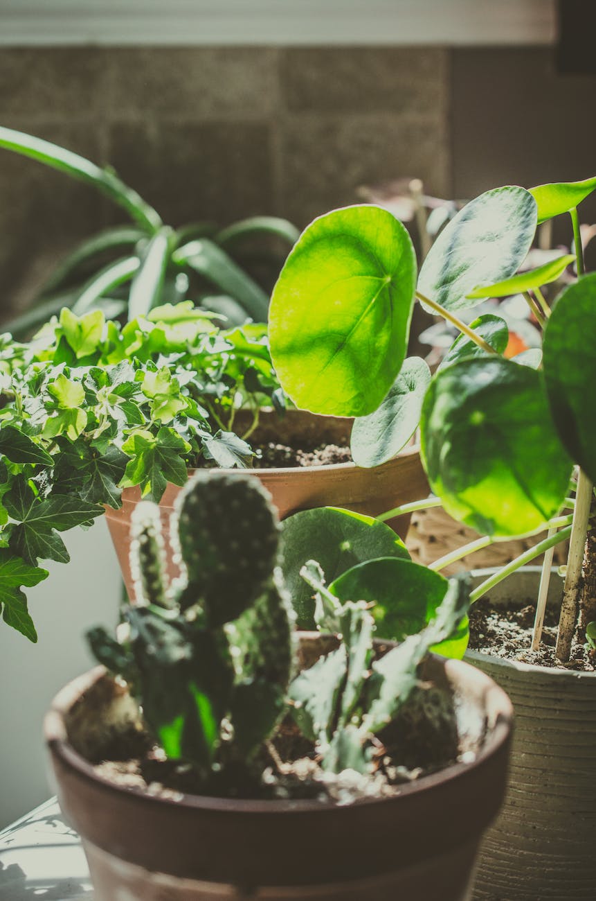 How To Build A Vegetable Garden In Small Spaces Staying Fit With Aeran how-to-build-a-vegetable-garden-in-small-spaces-staying-fit-with-aeran