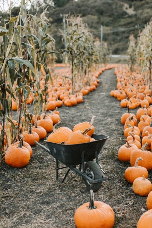 wheelbarrow on a pumpkin patch