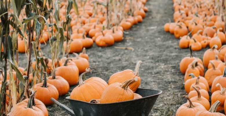 wheelbarrow on a pumpkin patch