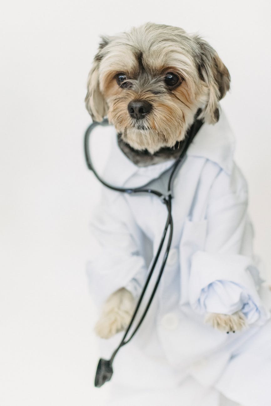 little dog in medical uniform in light studio