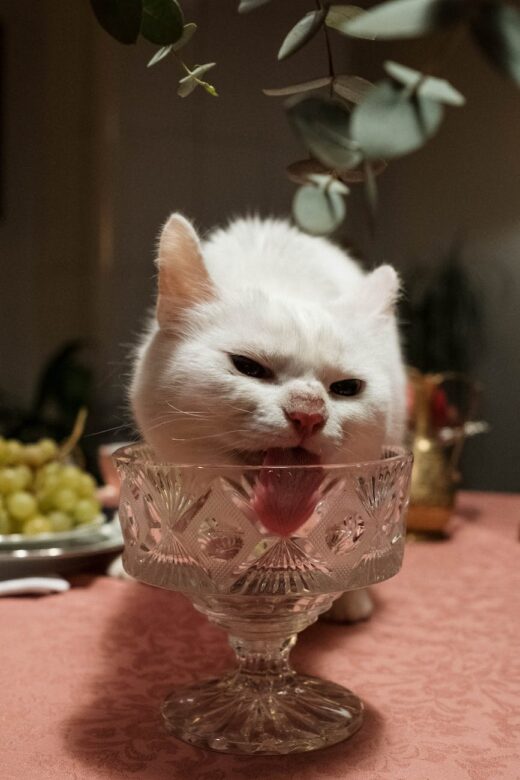 white cat licking a crystal glass