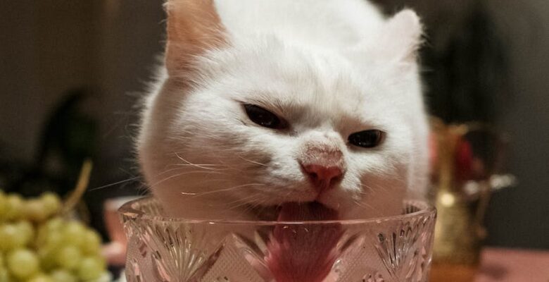 white cat licking a crystal glass