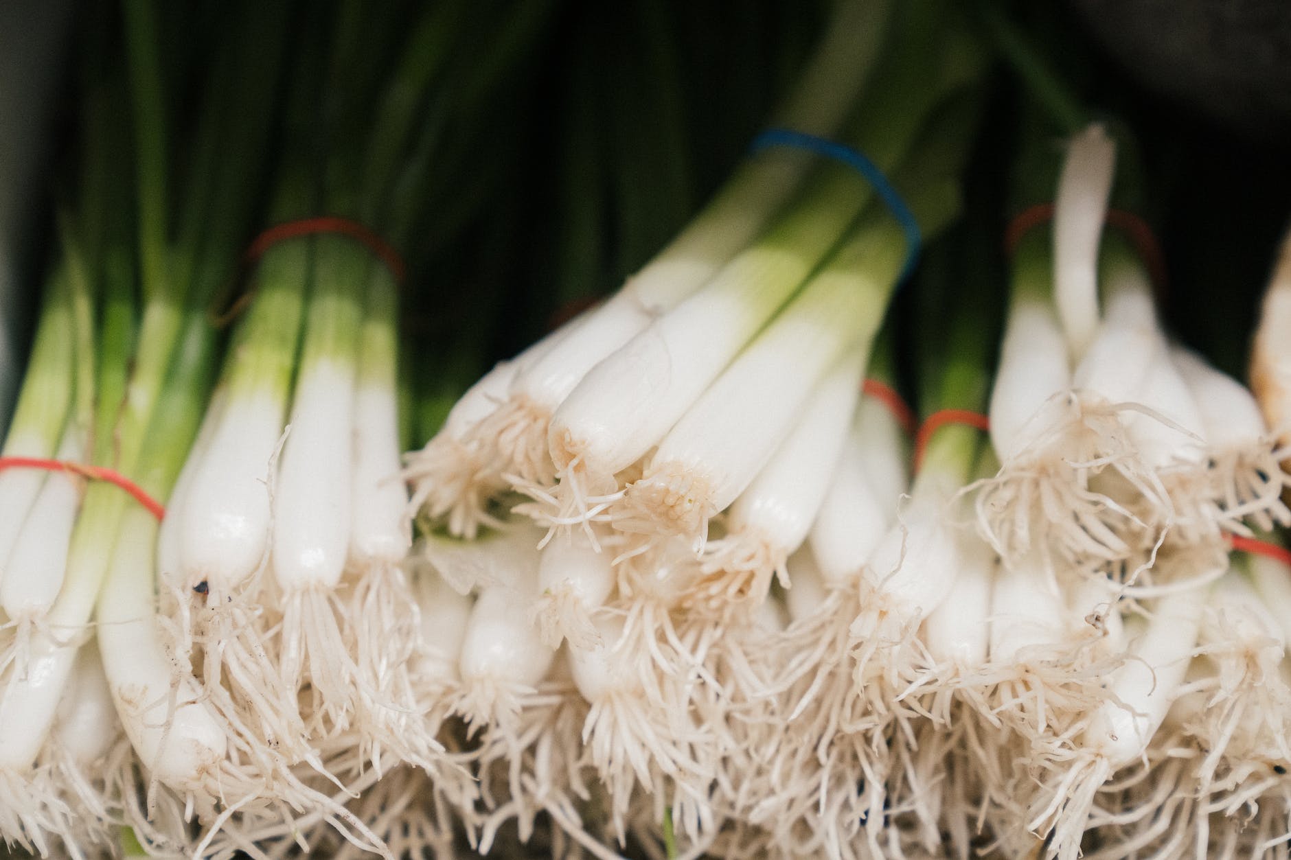 bundles of fresh scallions