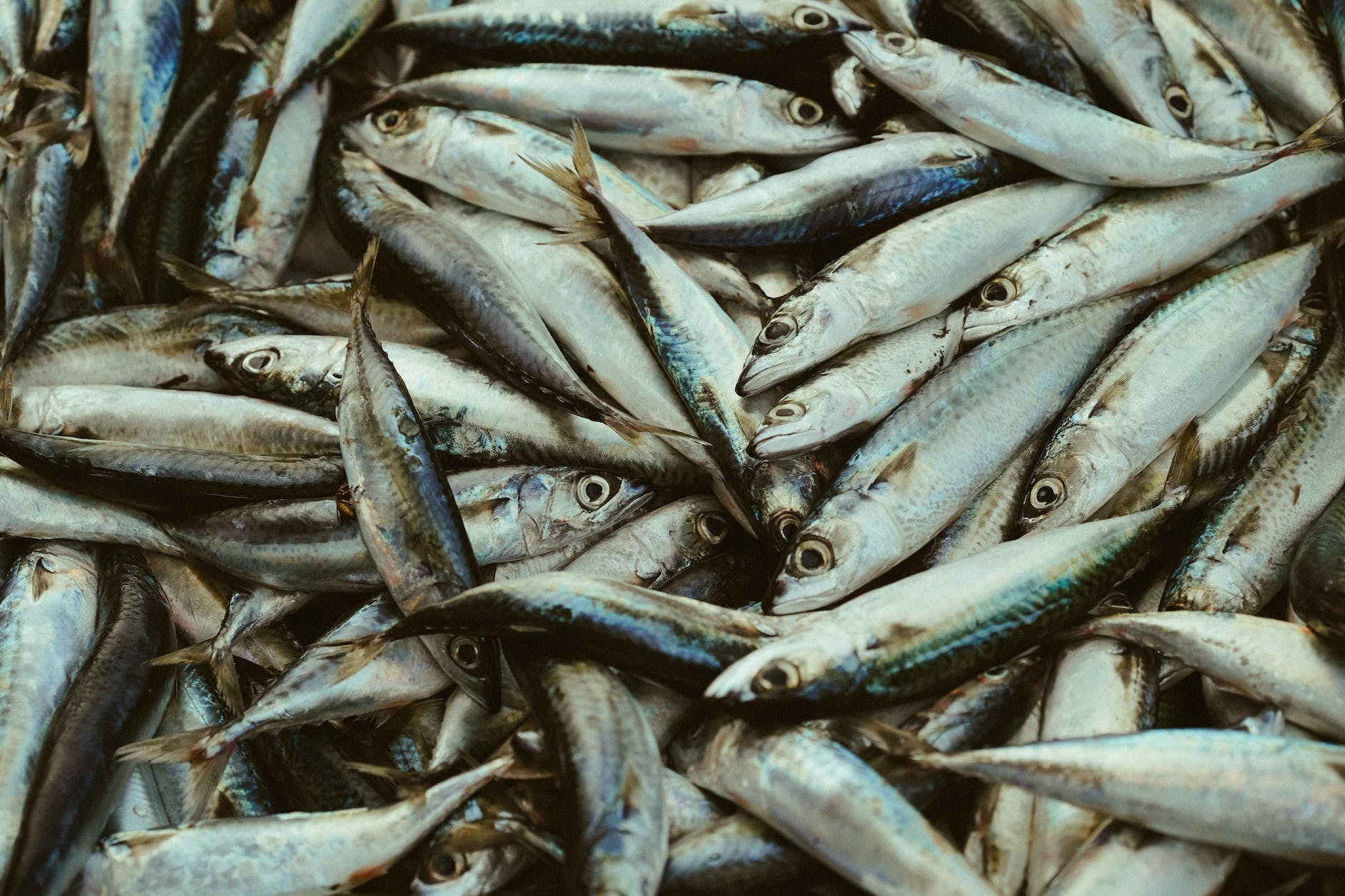 fish in a market