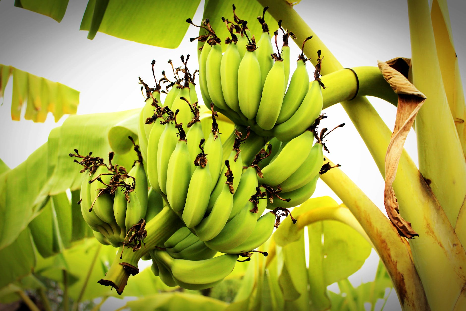 green banana tree