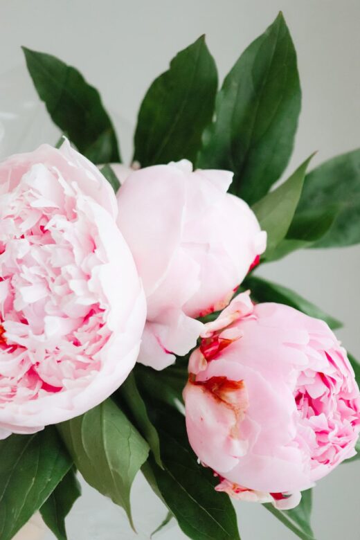 a pink and white peony flowers with green foliage