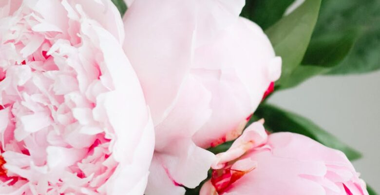 a pink and white peony flowers with green foliage