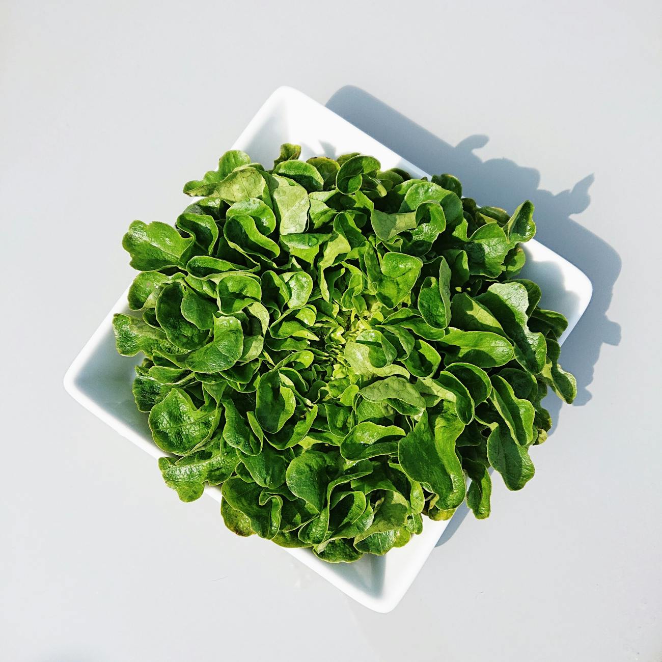 fresh green lettuce in a white square bowl