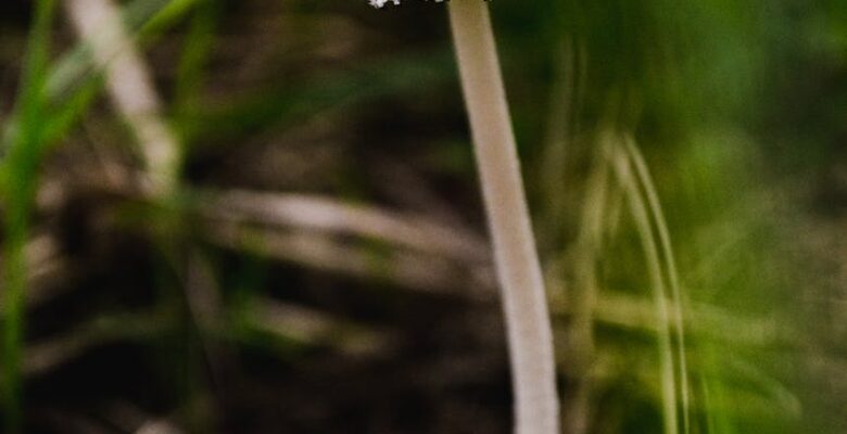macro photography of white mushroom