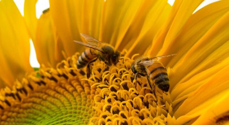 macro photo of bumblebees on yellow sunflower