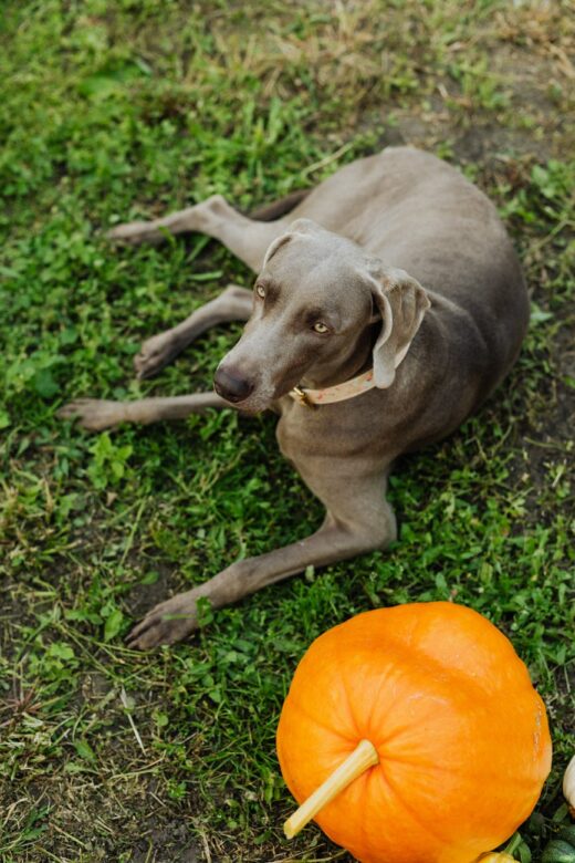 dog lying next to pumpkin