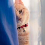 orange tabby cat on back of window curtain